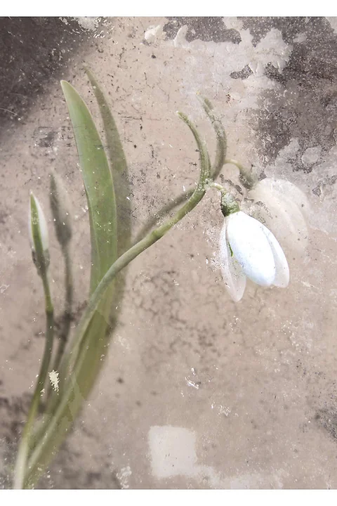 Karte *Frühlingsbote*