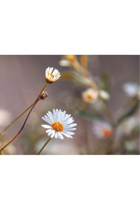 Karte Gänseblümchen