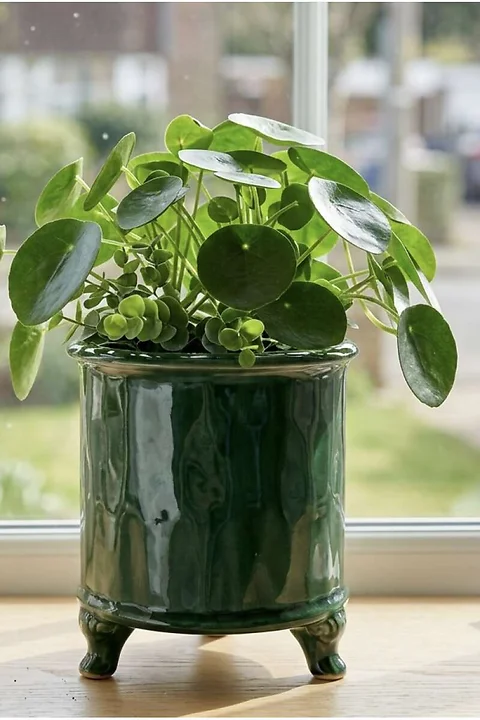 Topf Tina Grün auf Füsschen H16.5cm